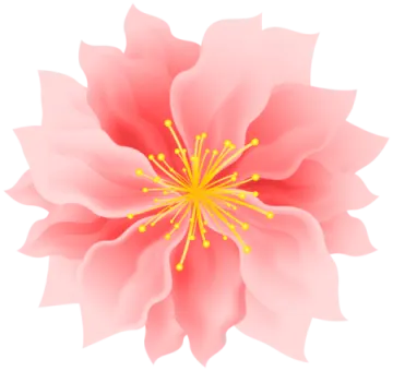 a white flower with yellow centers
