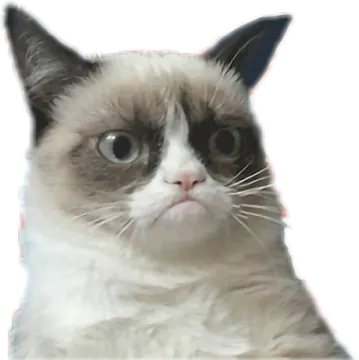 the cat is looking at the camera