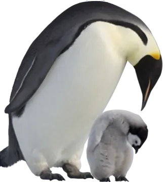 a baby penguin and its mother