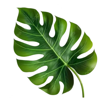 a green leaf on a white background