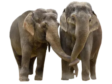 two elephants standing next to each other elephants