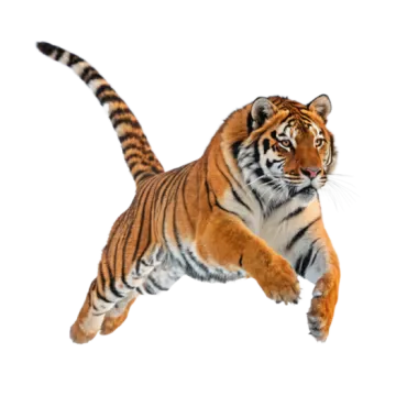 a tiger jumping in the air