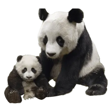 a black and white panda bear