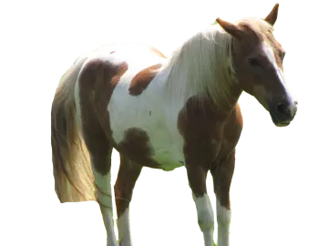 a brown and white horse standing in the grass