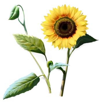 two sunflowers with green leaves on a white background