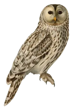 a brown and white owl sitting on top of a branch