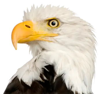 the head of a bald eagle