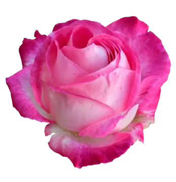 a pink rose on a white background