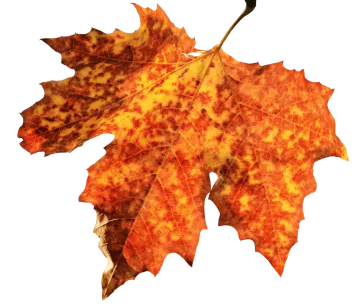 a close up of a leaf on a white background
