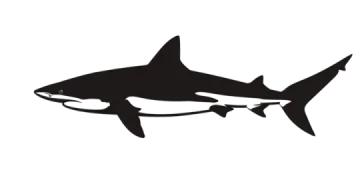 a black and white shark silhouette on a white background
