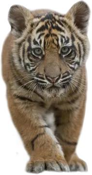 a small tiger cub is looking at the camera