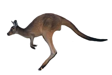 an image of a kangaroo on a white background