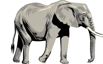 an elephant standing on a white background