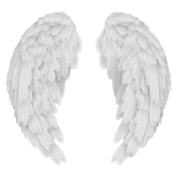 two white wings on a white background
