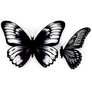 two black and white butterflies on a white background