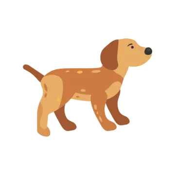 a brown dog standing on a white background