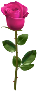 a pink rose on a white background