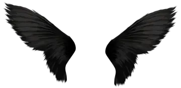 a pair of wings on a white background