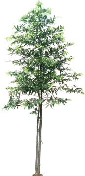 a small tree on a white background