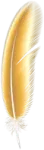 a golden feather on a white background