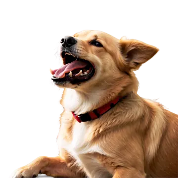 a close up of a dog with its mouth open