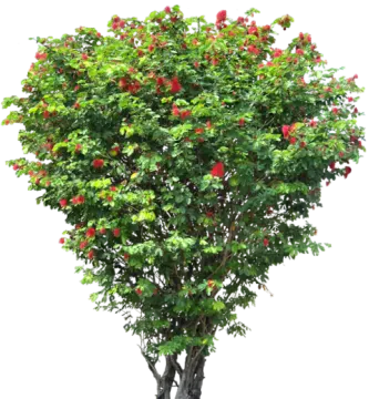 a tree with red flowers and green leaves