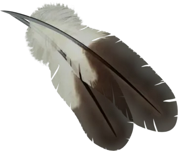a feather on a white background