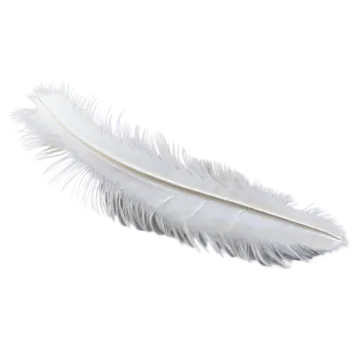white feather on a white background