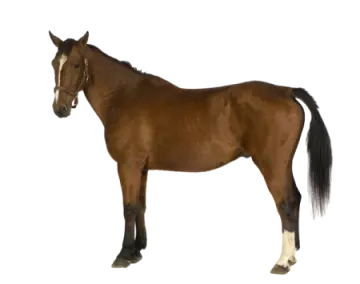 a brown horse standing in front of a white background