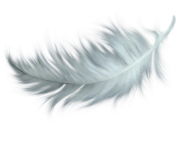 a feather on a white background