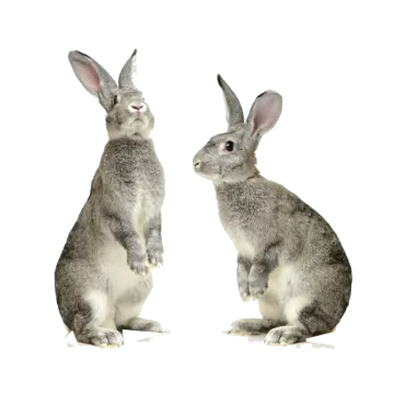 two rabbits sitting side by side