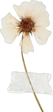 a white flower with a brown stem