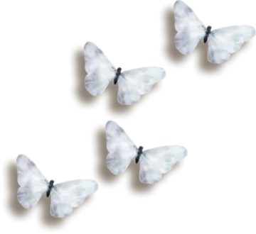 three white butterflies on a white background