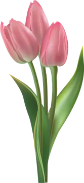 two pink tulips png