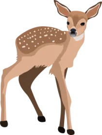 a deer standing in front of a white background