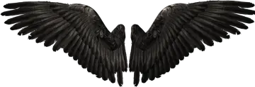 two black wings on a white background