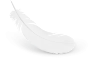 white feather on a white background