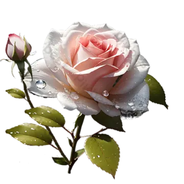 a white rose with water droplets on it