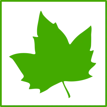 a green leaf on a white background