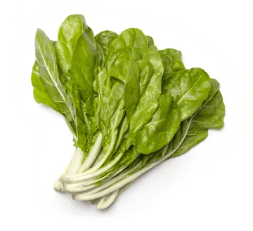 a bunch of green leaves on a white background
