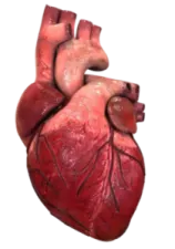 an image of a human heart