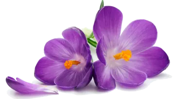 two purple crocus flowers on white background