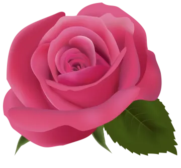 a pink rose on a white background