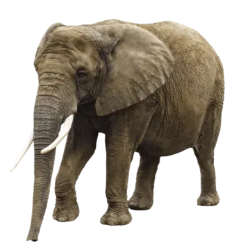 an elephant standing in front of a white background