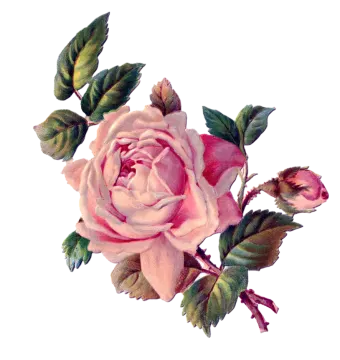 a drawing of a pink rose with leaves