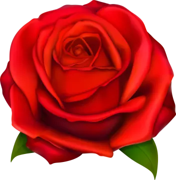 a red rose on a white background