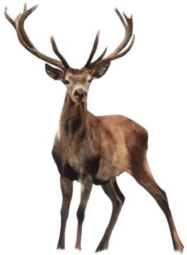 an image of a deer on a white background