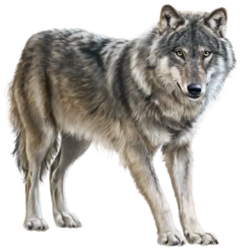 a drawing of a wolf