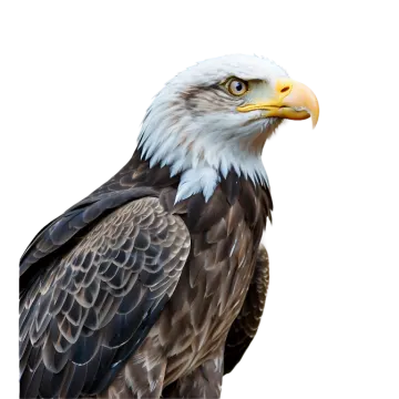 a close up of an eagle on a white background