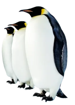 three penguins on a white background